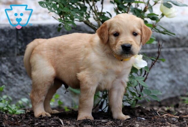 Golden Retriever puppy with a soft yellow coat standing alert near a white rose bush and stone wall background. image