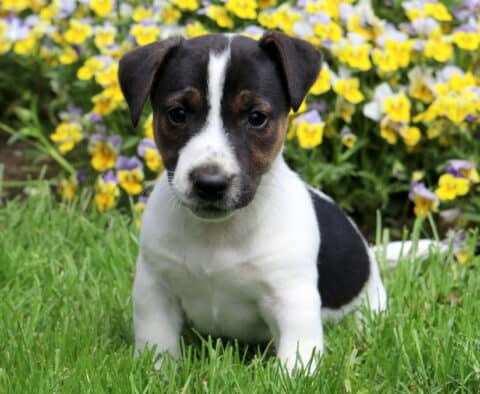 Flip Jack Russell