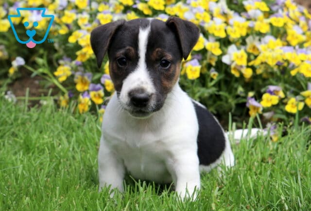Flip Jack Russell image