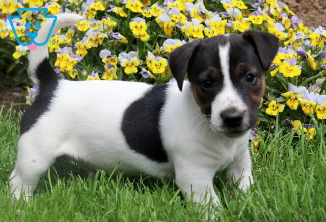 Flip Jack Russell2 image