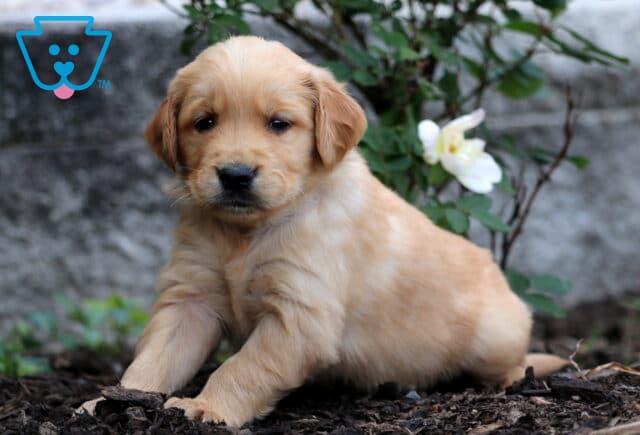 Golden Retriever puppy with a warm golden coat sitting on mulch beside a blooming white rose, looking gently at the camera. image