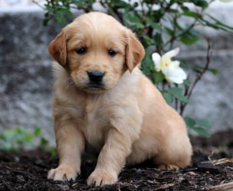 Golden Retriever puppy with a rich golden coat sitting on mulch, framed by a blooming white rose and a soft stone background.