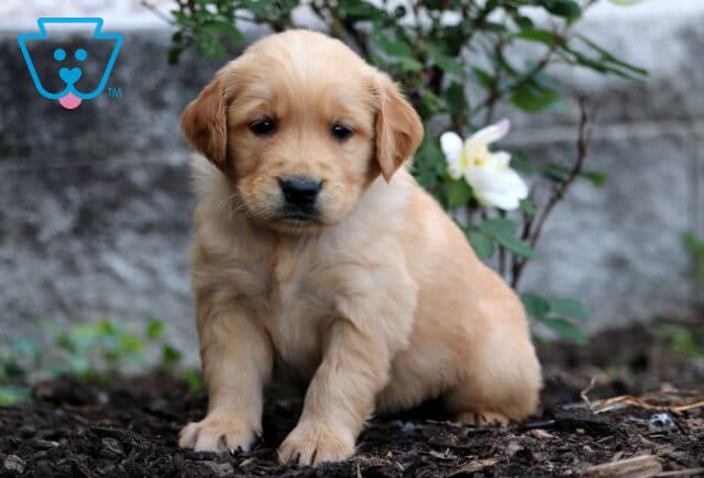 Golden Retriever puppy with a rich golden coat sitting on mulch, framed by a blooming white rose and a soft stone background. image