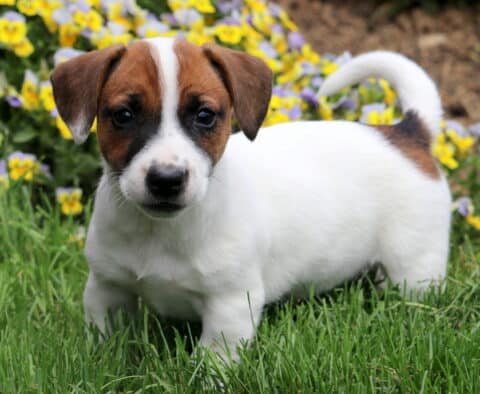 Flower Jack Russell