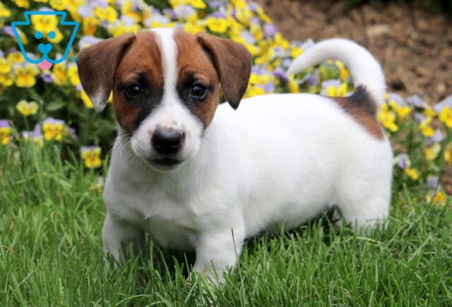 Flower Jack Russell image