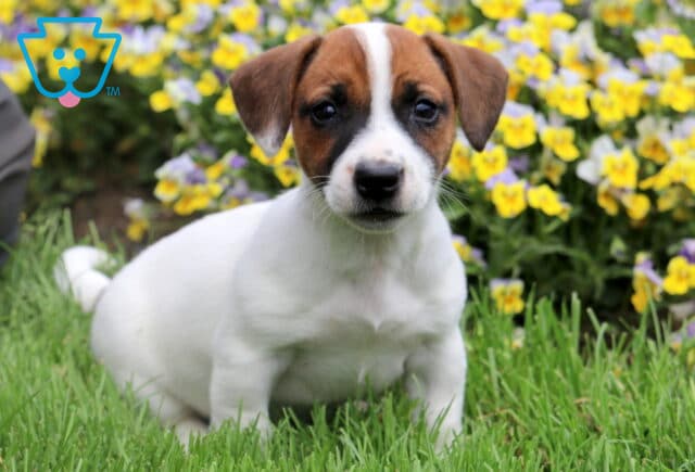 Flower Jack Russell2 image