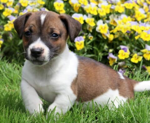 Fonzo Jack Russell