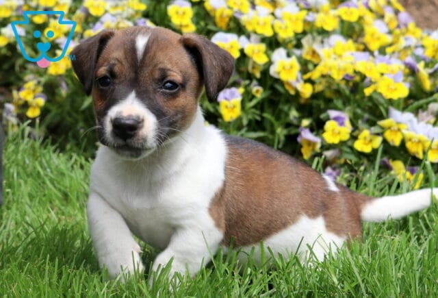 Fonzo Jack Russell image