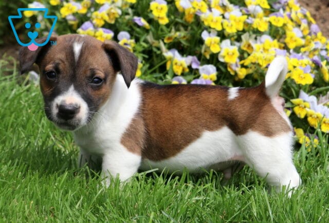 Fonzo Jack Russell2 image
