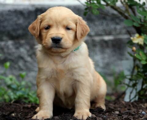 Golden Retriever puppy with a soft golden coat and teal collar sitting on mulch in front of a rose bush and stone wall.