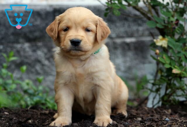 Golden Retriever puppy with a soft golden coat and teal collar sitting on mulch in front of a rose bush and stone wall. image