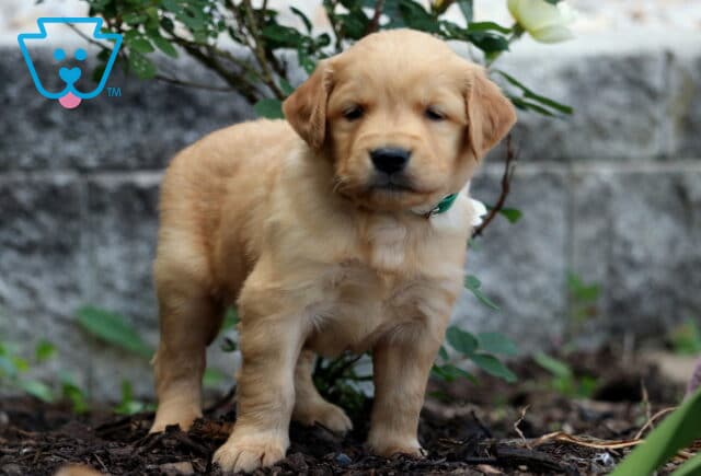 Golden Retriever puppy with a honey-colored coat and green collar standing on mulch beside a rose bush and stone wall backdrop. image