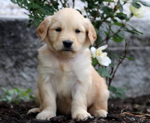 Fluffy Golden Retriever puppy with a creamy golden coat sitting quietly in front of a blooming white rose bush and stone wall.