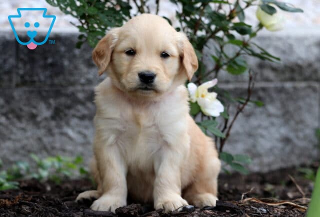 Fluffy Golden Retriever puppy with a creamy golden coat sitting quietly in front of a blooming white rose bush and stone wall. image