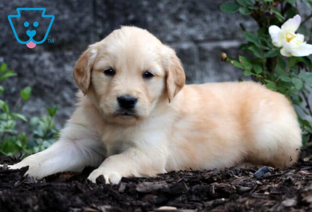 Golden Retriever puppy with a light golden coat laying on mulch near a white rose bloom, looking calm and content. image