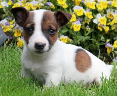 Freddie Jack Russell