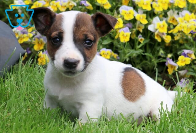 Freddie Jack Russell image