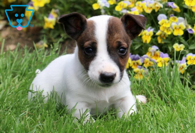 Freddie Jack Russell2 image