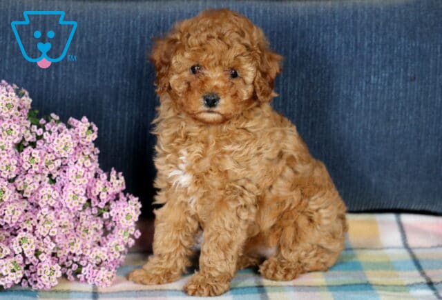 Frida Mini Poodle image
