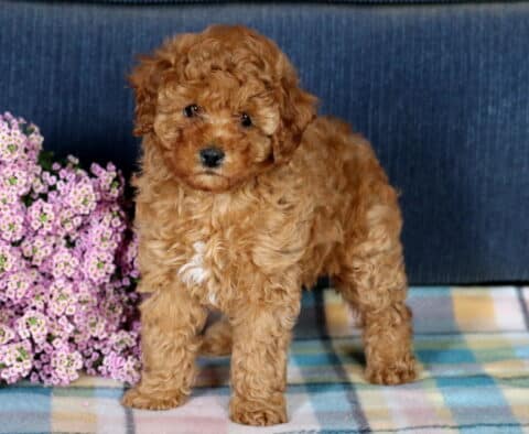 Frida Mini Poodle2