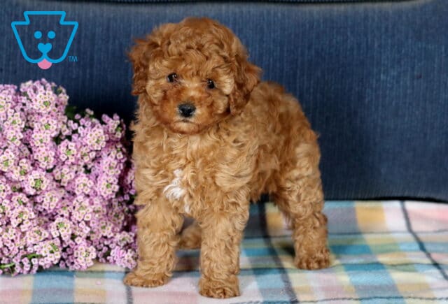 Frida Mini Poodle2 image