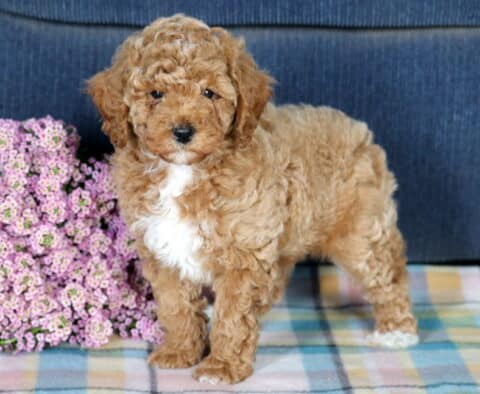 Friendly Mini Poodle
