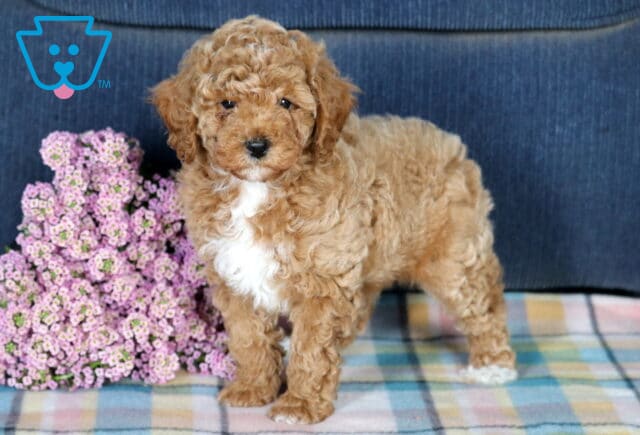 Friendly Mini Poodle image