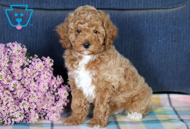 Friendly Mini Poodle2 image