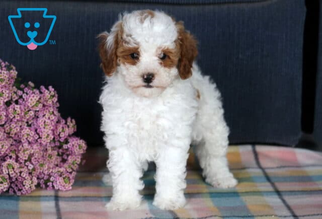 Frisky Mini Poodle image