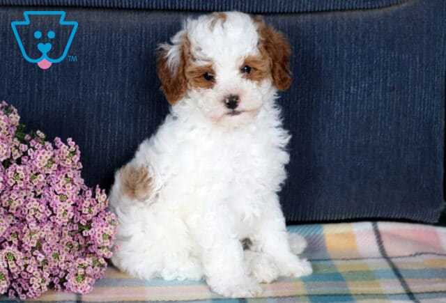 Frisky Mini Poodle2 image