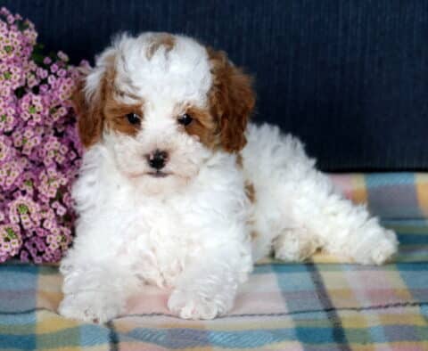 Frisky Mini Poodle3