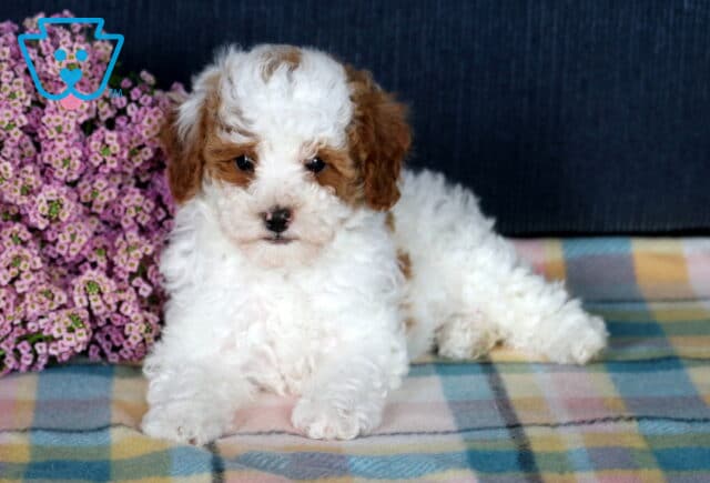Frisky Mini Poodle3 image