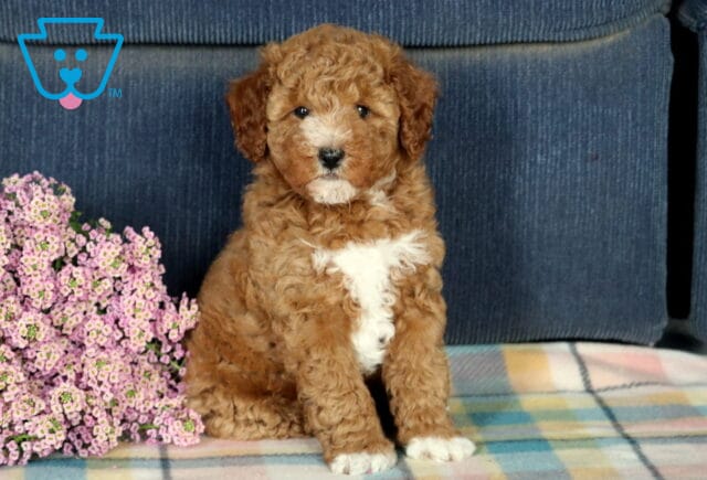 Fritz Mini Poodle image