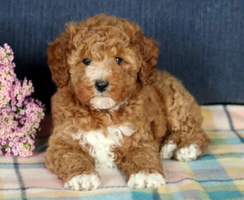 Fritz Mini Poodle2