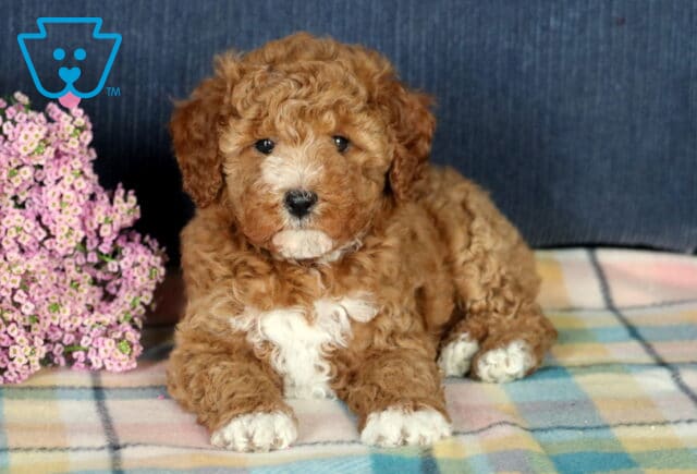 Fritz Mini Poodle2 image