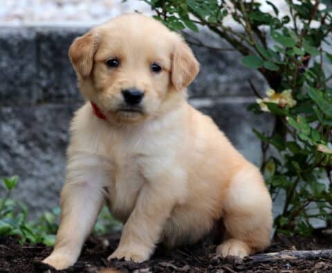 Golden Retriever puppy with a soft cream-colored coat and red collar sitting on mulch near a blooming rose bush and stone wall.