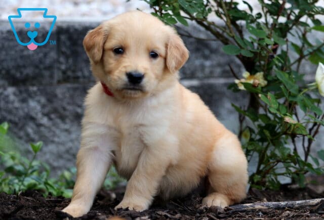 Golden Retriever puppy with a soft cream-colored coat and red collar sitting on mulch near a blooming rose bush and stone wall. image