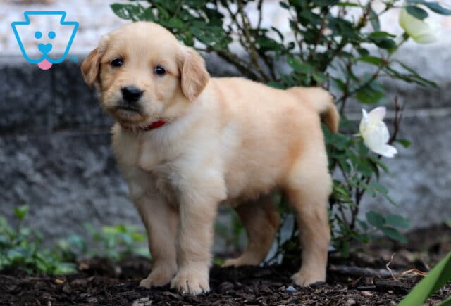 Golden Retriever puppy with a fluffy light golden coat and red collar standing on mulch near a white rose bloom and stone background. image
