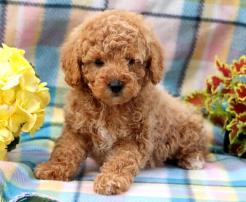 Gabe Mini Poodle