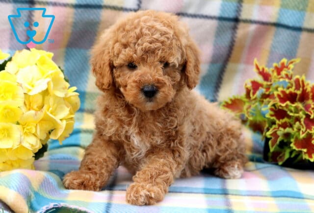 Gabe Mini Poodle image