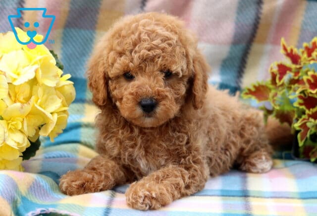 Gabe Mini Poodle2 image