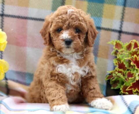 Giggles Mini Poodle