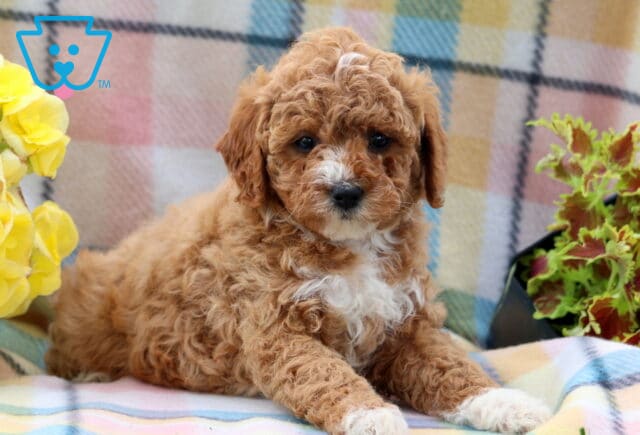 Giggles Mini Poodle2 image