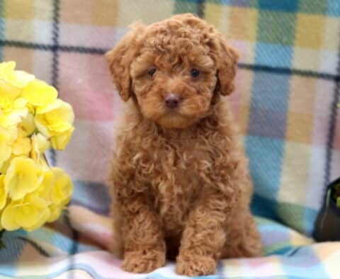 Glow Mini Poodle