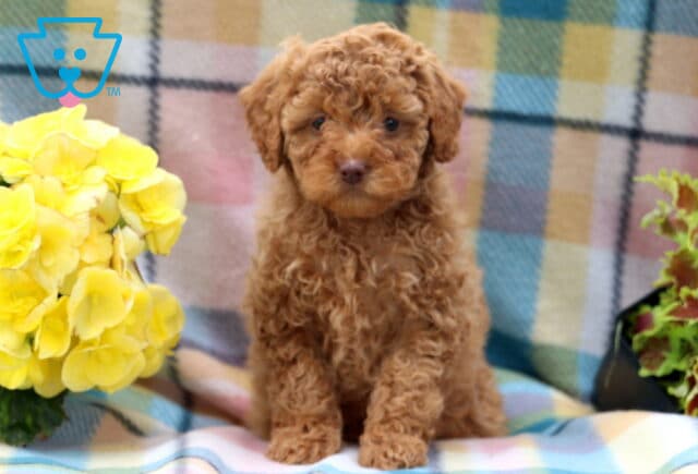 Glow Mini Poodle image