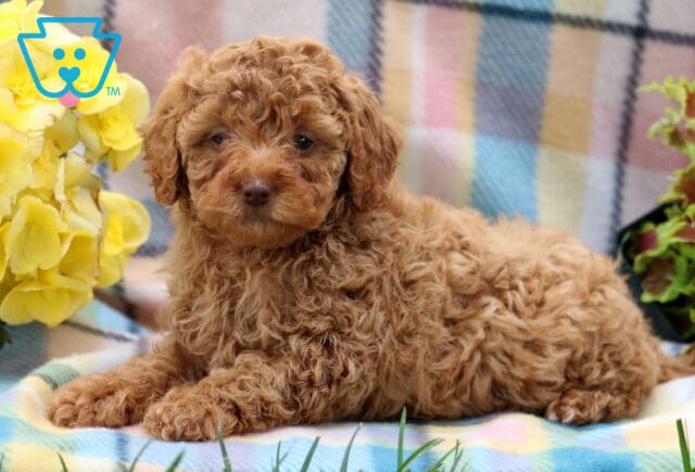 Glow Mini Poodle2 image