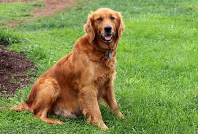 Goldie Golden Retriever Joseph Smoker image