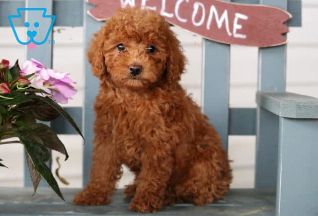 Fluffy red Mini Poodle puppy standing on a bench in front of a "Welcome" sign, surrounded by pink flowers and soft lighting. image