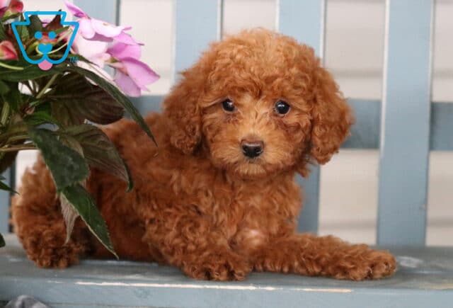 Apricot Mini Poodle puppy laying on a blue bench next to a pot of pink flowers, looking up with soft, round eyes and a fluffy coat. image