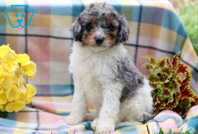 Harlow Mini Poodle image
